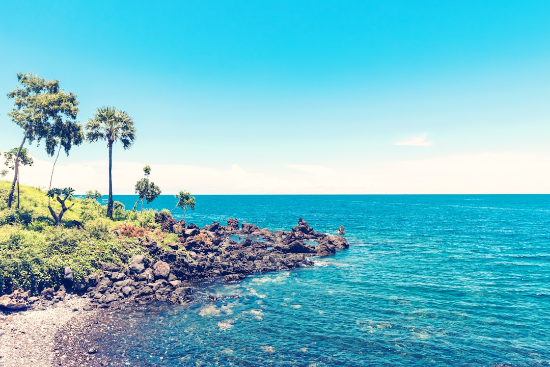 seashore near trees