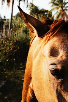 A close-up of a horse's face with a focus on its eye and ear. The background is a mixture of greenery, including palm trees and other vegetation, suggesting a tropical setting. Warm, natural sunlight highlights the horse's brown mane and the texture of its coat.