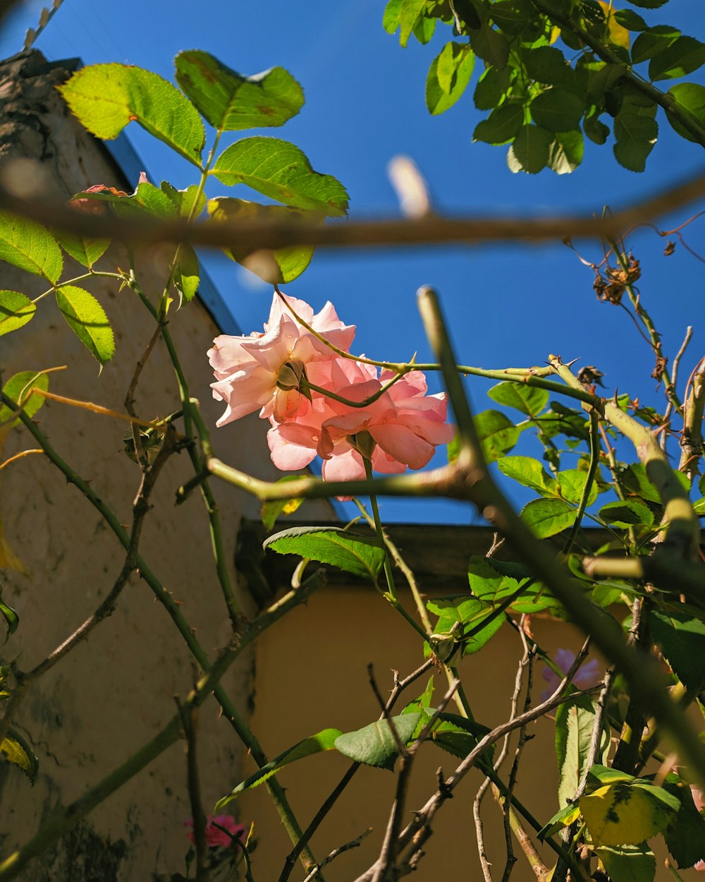 핑크 장미 꽃의 로우 앵글 사진