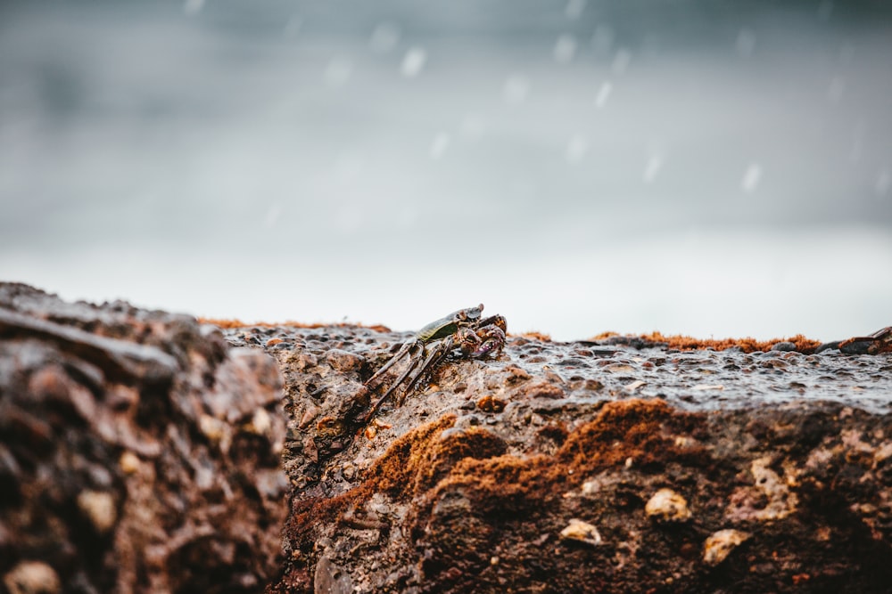 a frog sitting on a rock in the rain