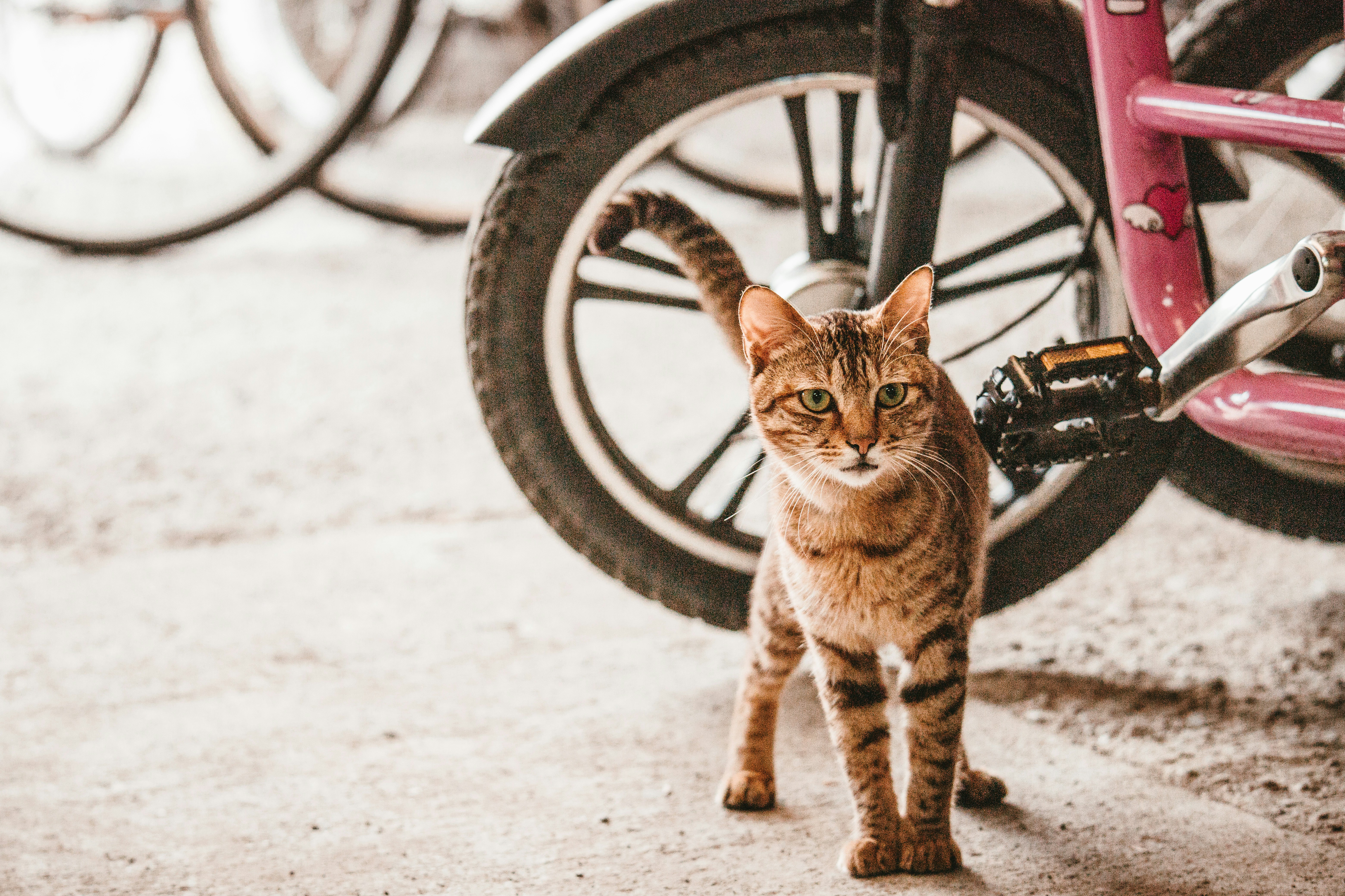 cat