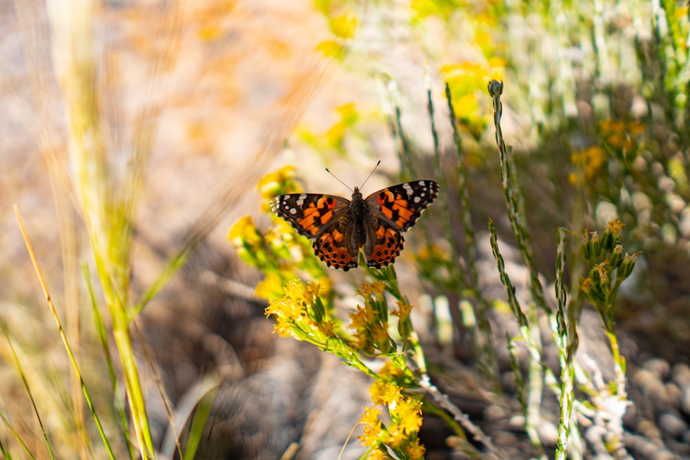 Farfalla arancione e nera appollaiata sulla pianta da fiore gialla nella fotografia a fuoco selettiva