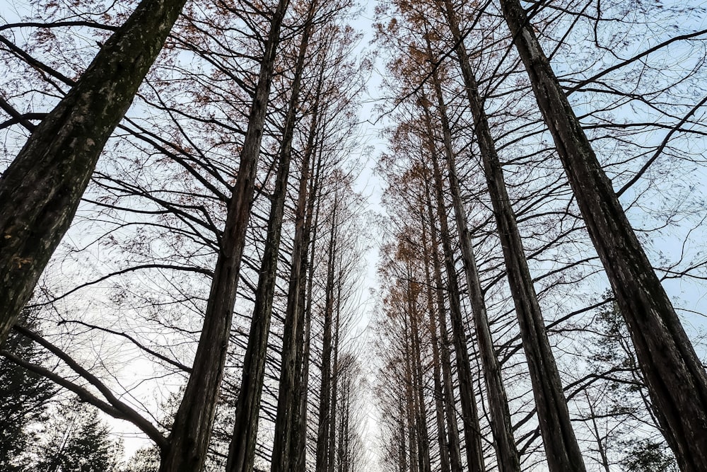 Hohe kahle Bäume unter blauem Himmel