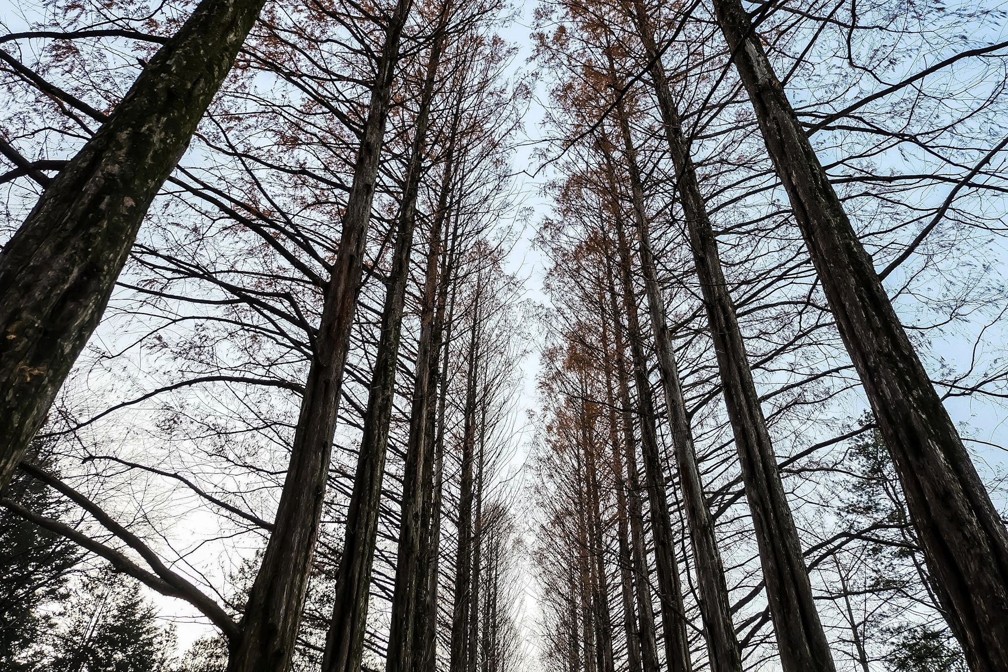 Tall autumn trees line a bright path beneath a blue sky.