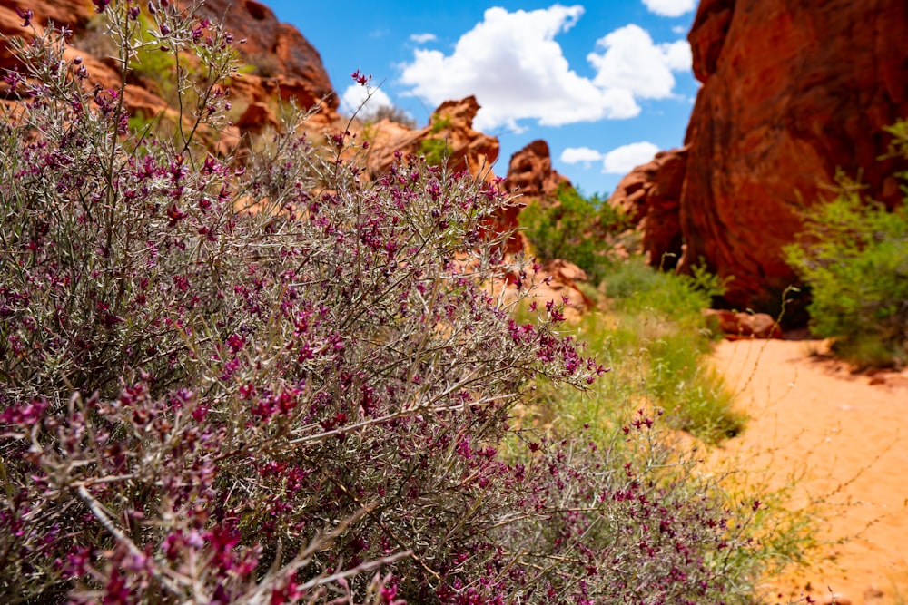 purple petaled flowers