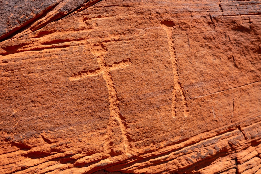 fossils on rock