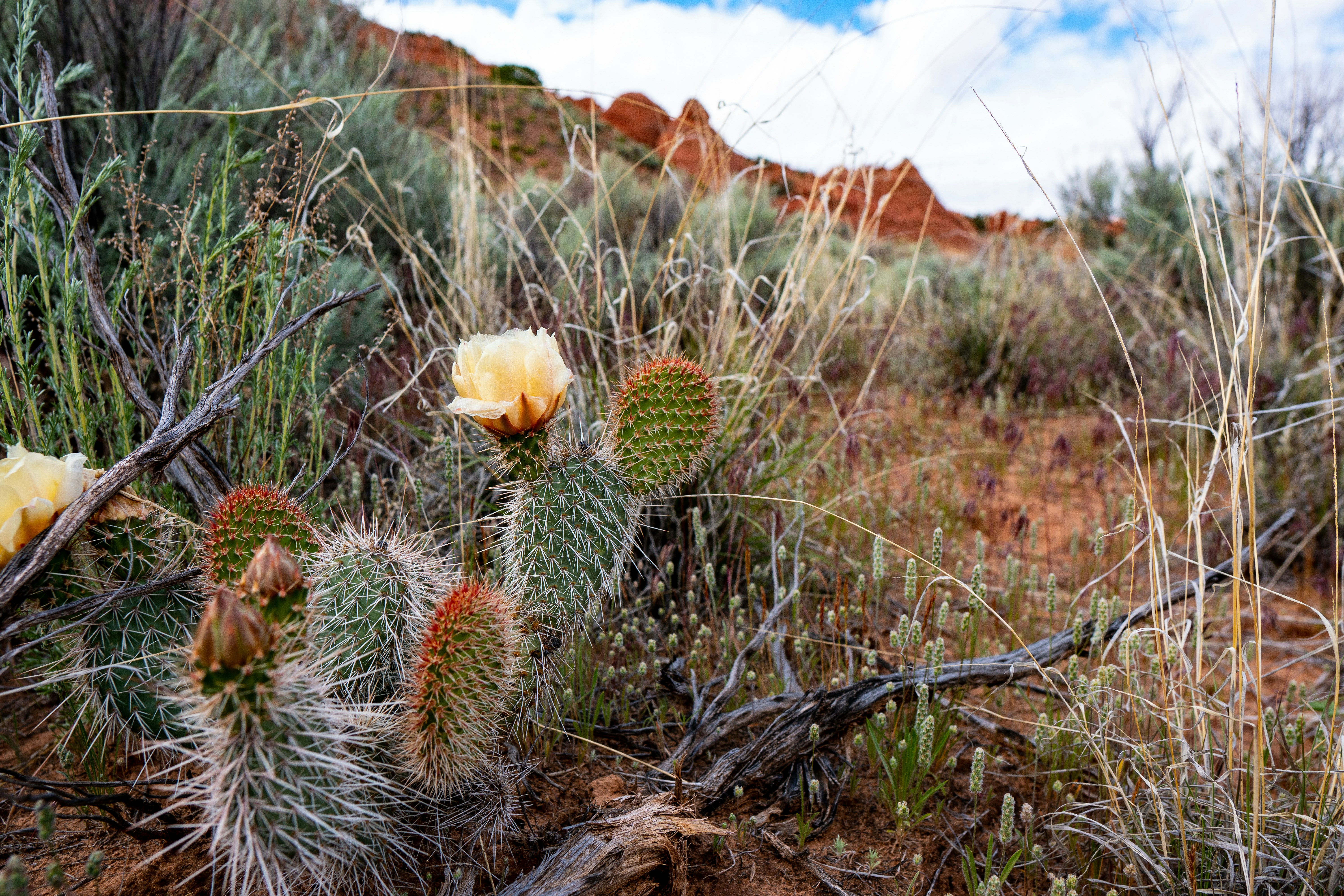 white cactus flower
