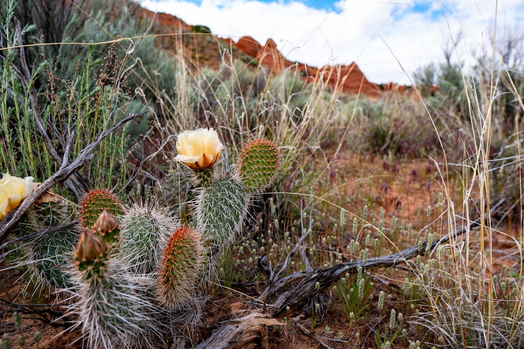 white cactus flower