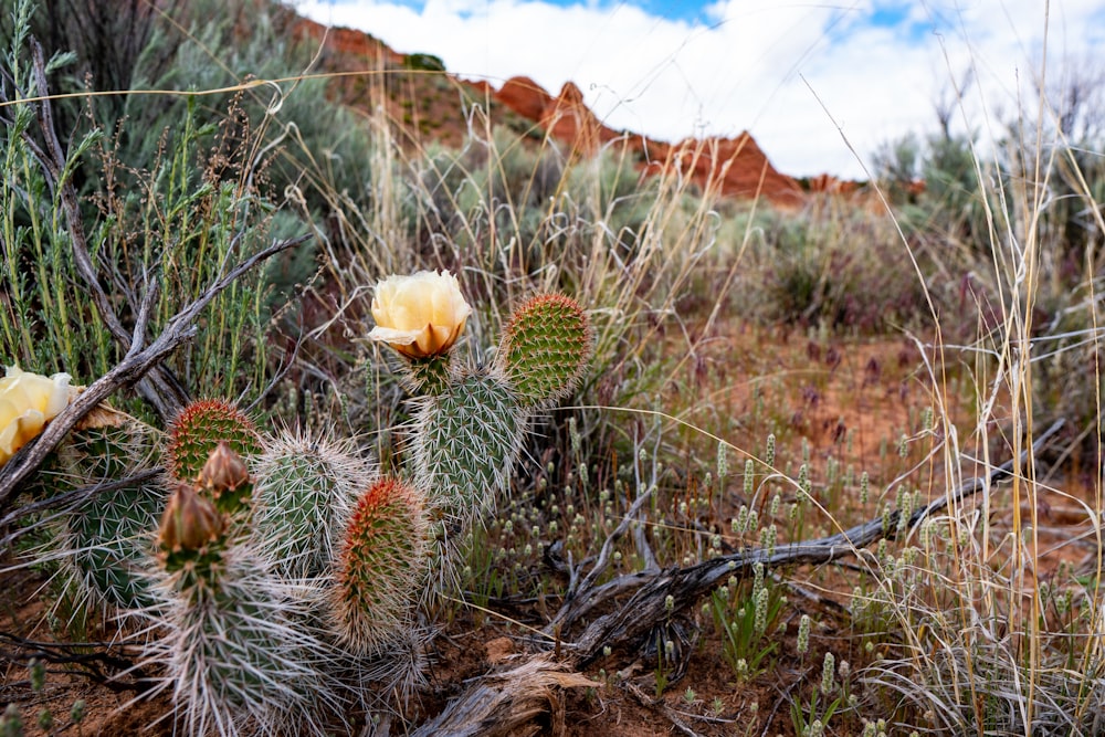 white cactus flower