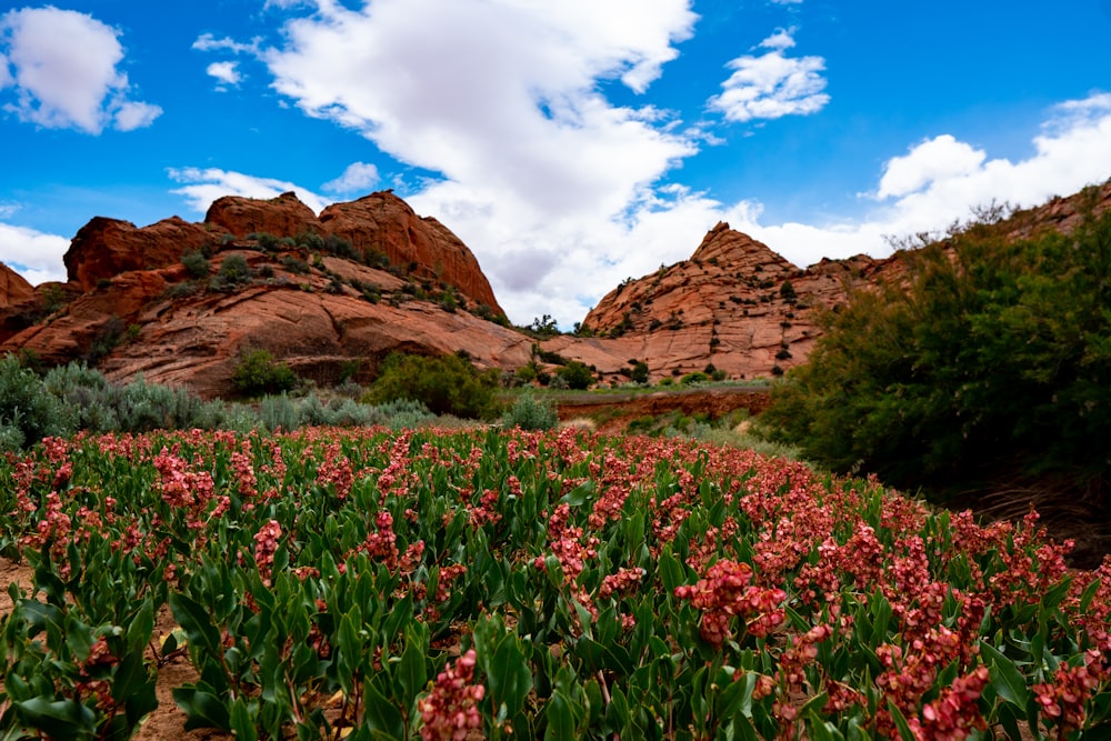 valleys with bed of sprenger's tulip