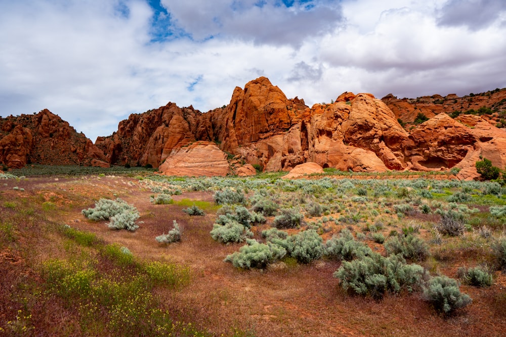 plants near mountain