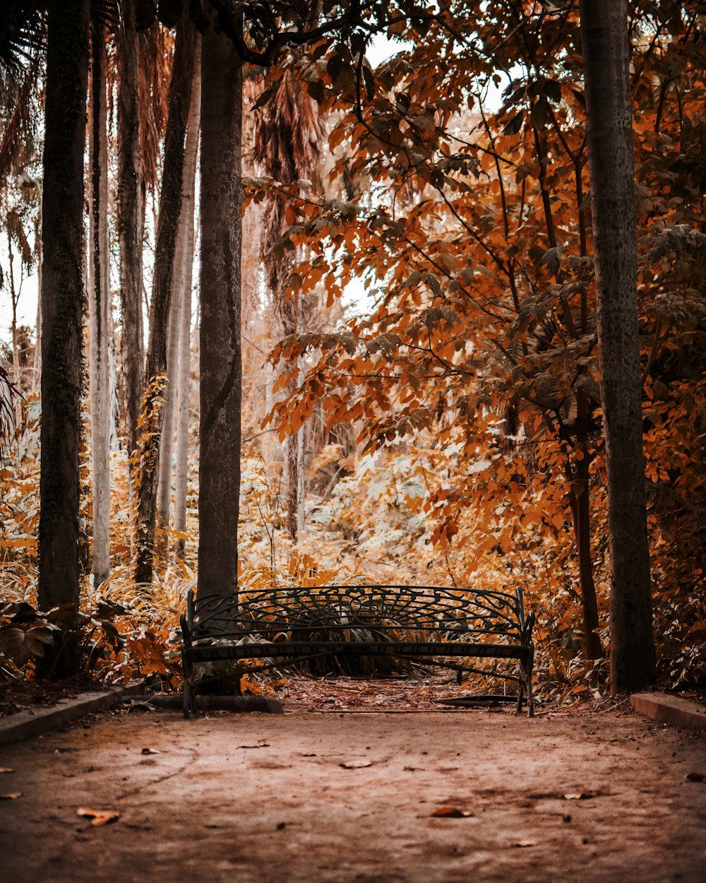 black bench near trees