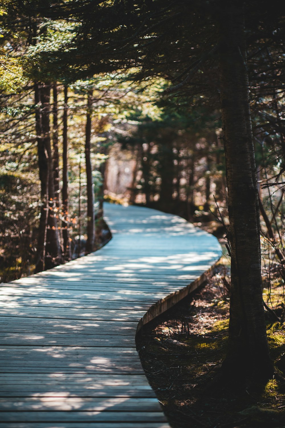 wooden path between trees