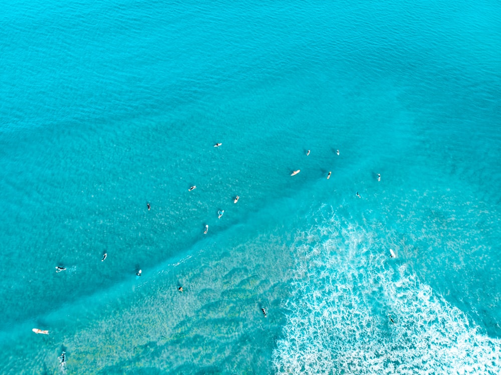 aerial view of surfers at the ocean