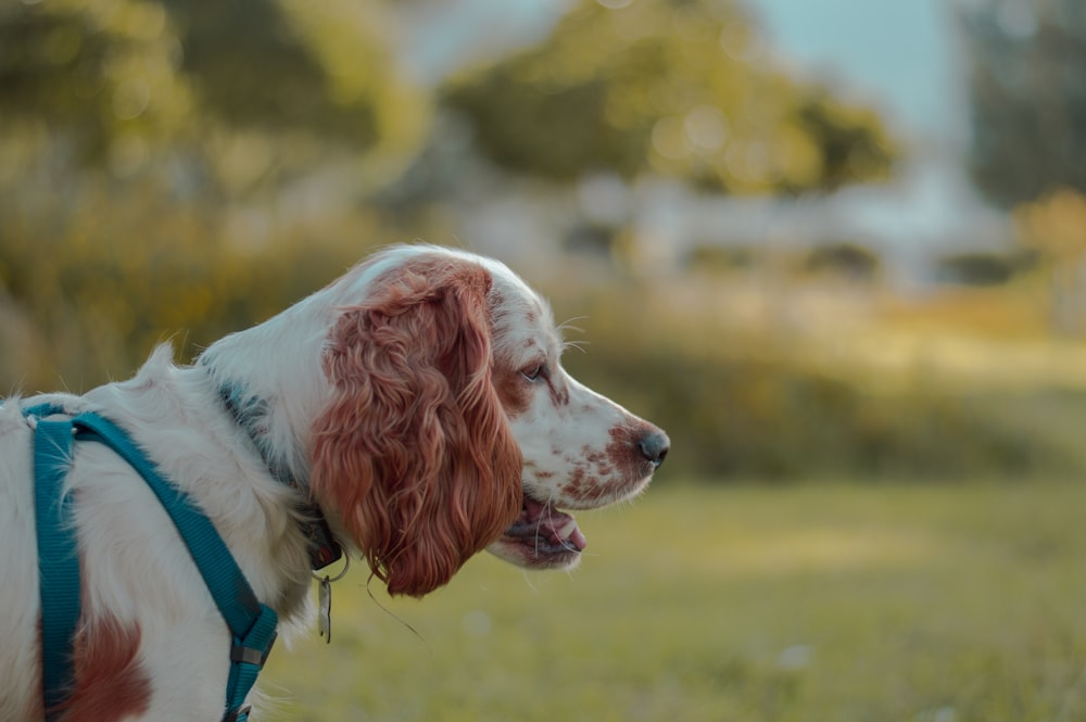 short-coat white and brown dog during daytime