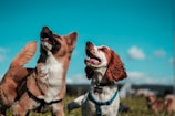 two white and brown dogs