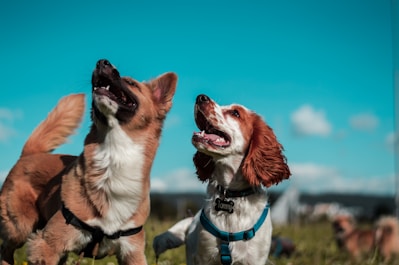 two white and brown dogs