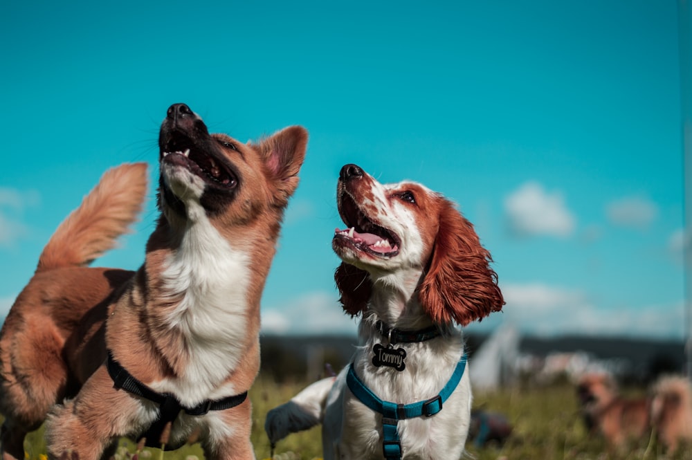 due cani bianchi e marroni