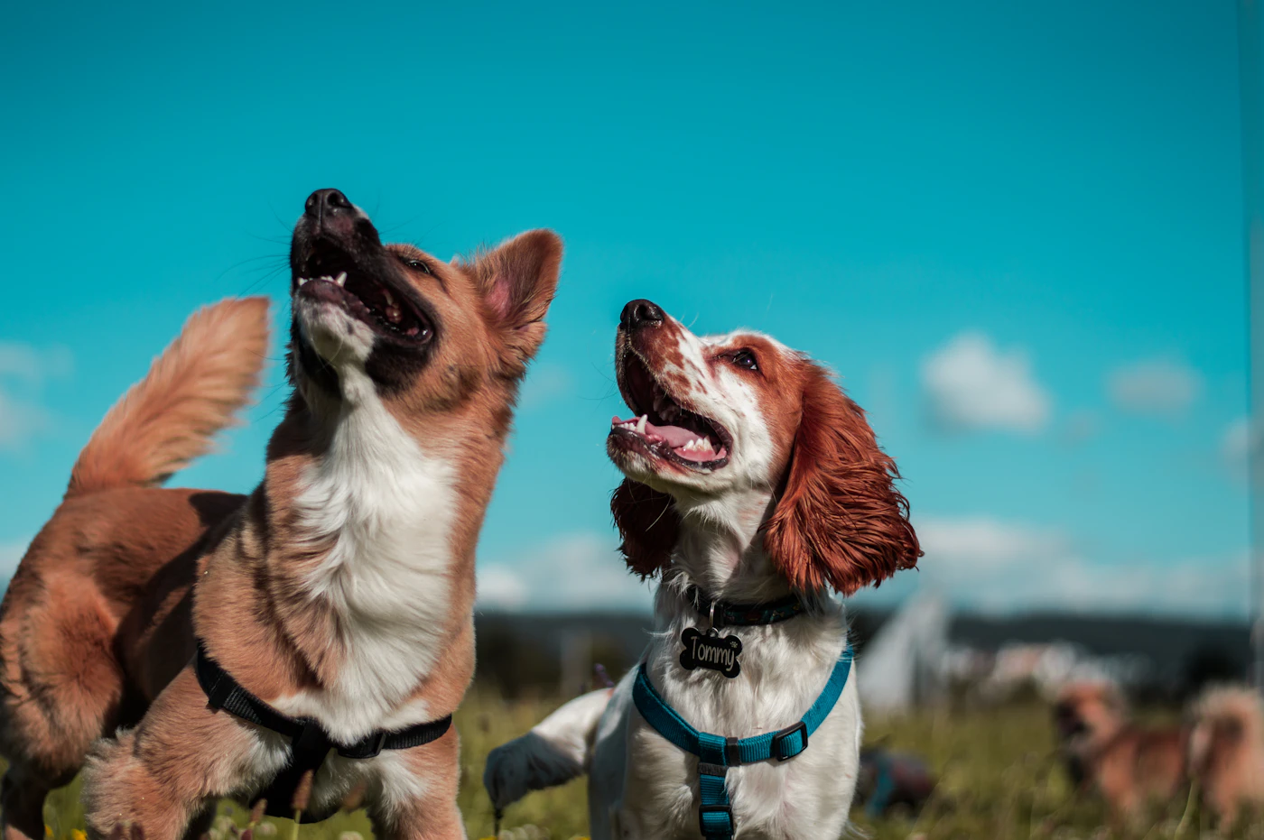 Two harnessed dogs outdoors in a park, both looking up attentively, calm and focused on their handler