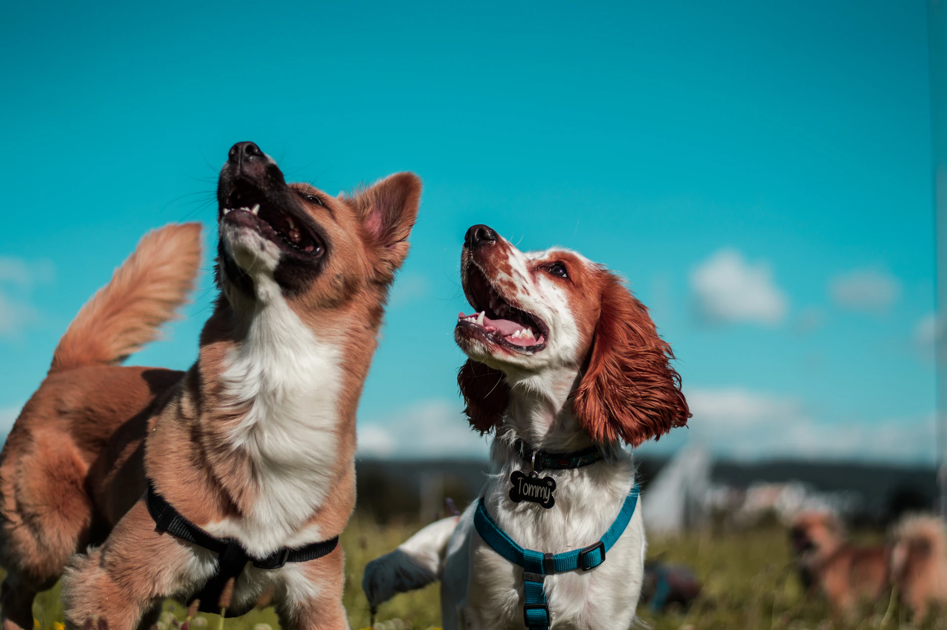 Chien en randonnée