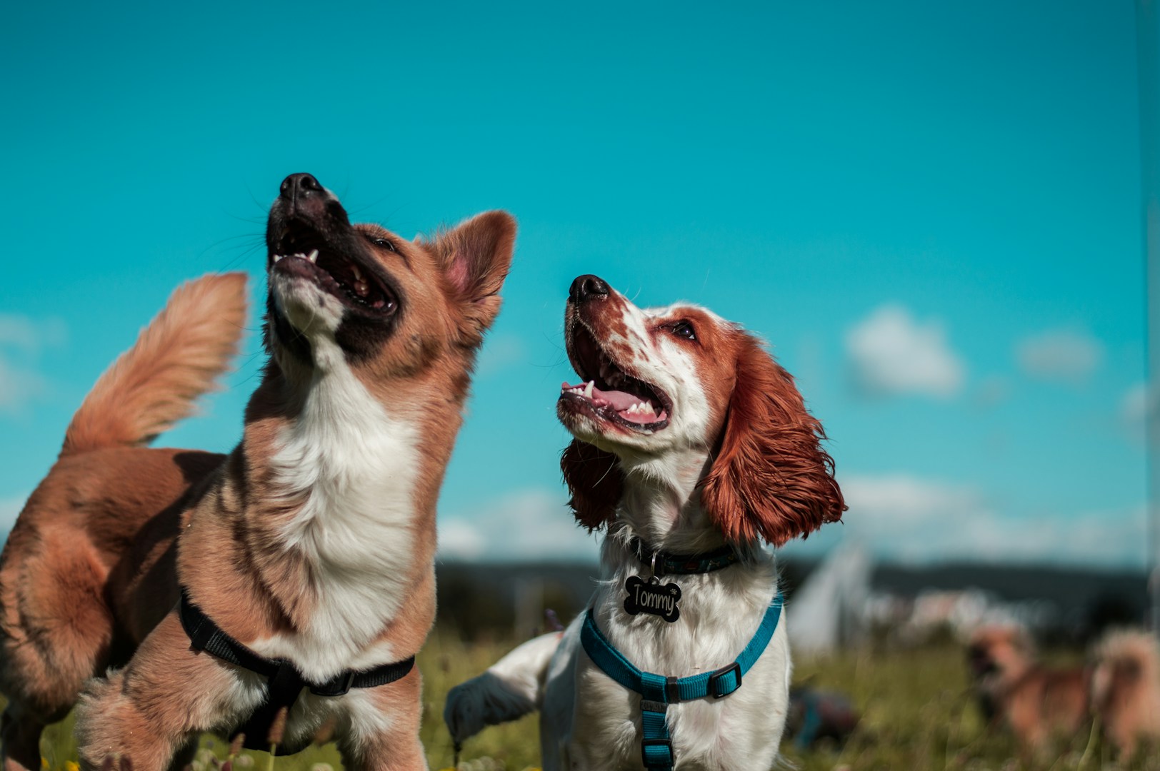 Happy dog running