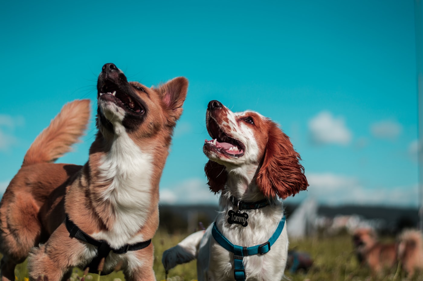 Dog on a lead showing alert, tense body language on a walk