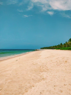 A serene beach in the Brazilian Northeast with golden sand, palm trees, and turquoise waters.
