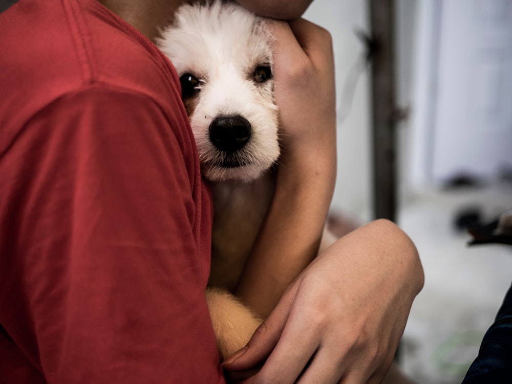 person hugging white puppy