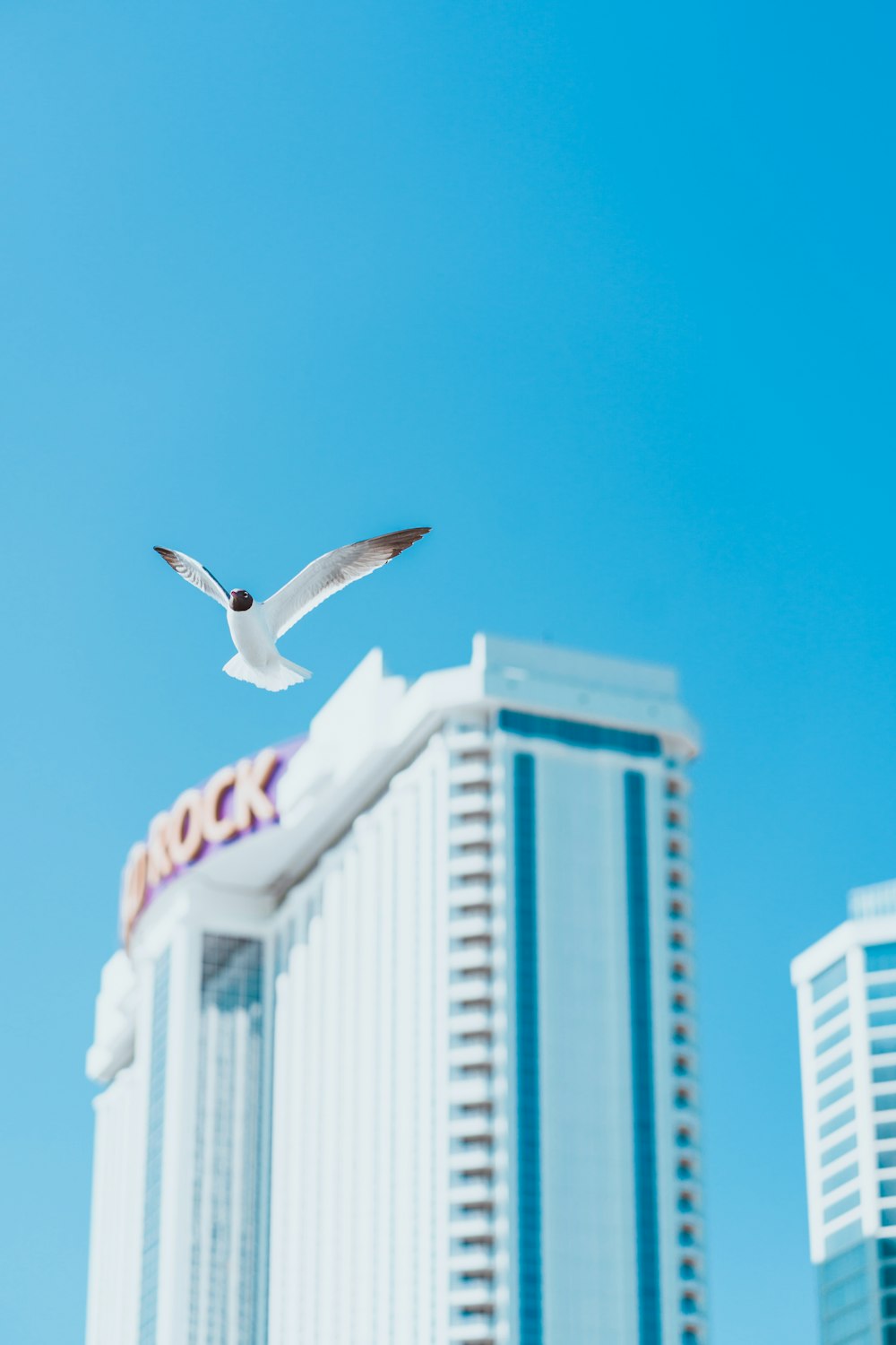 white bird on concrete building during daytime