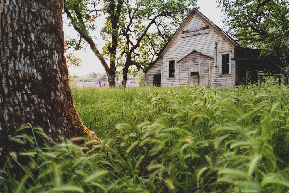 white house near plants and trees