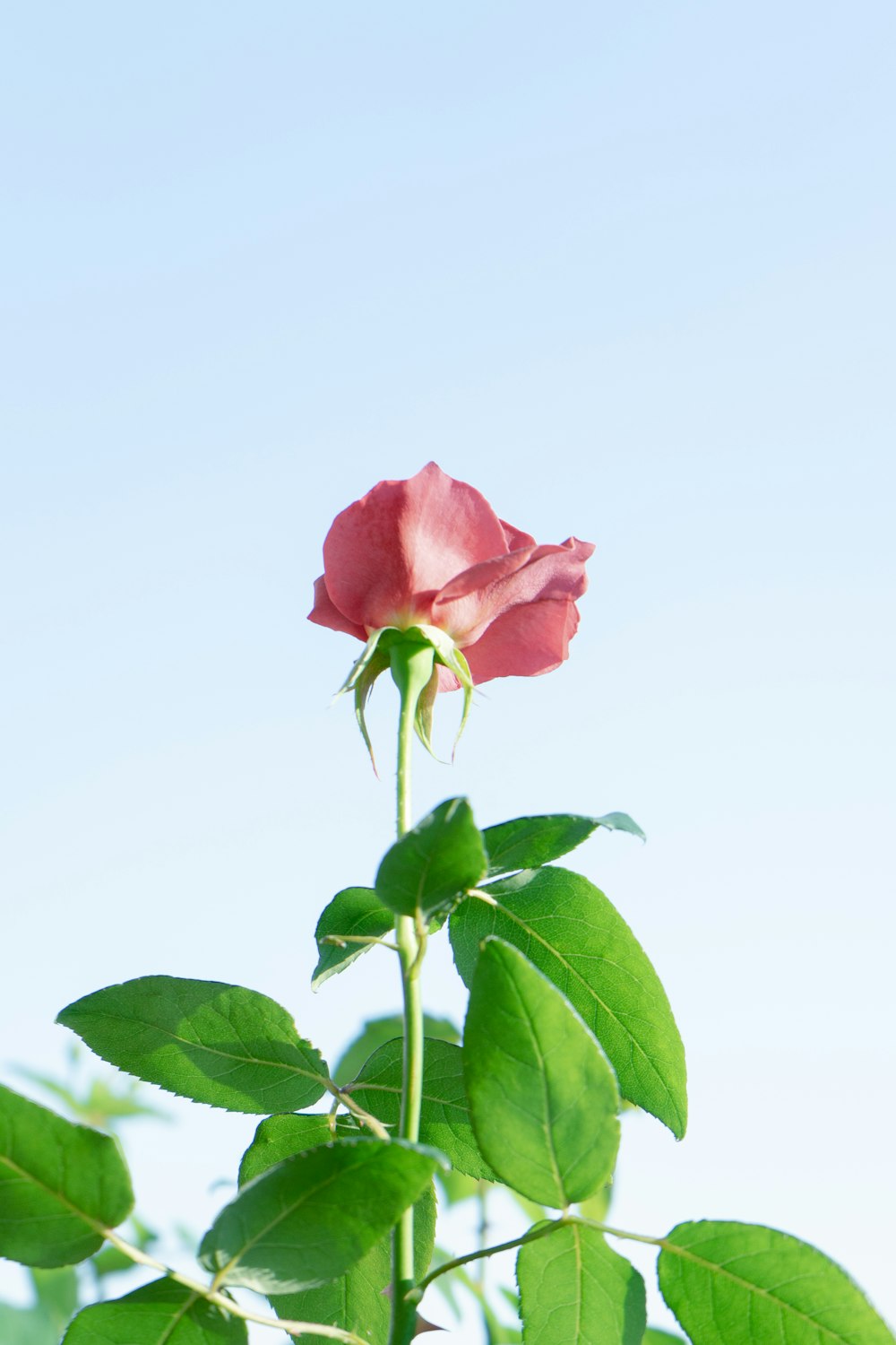pink rose under clear sky