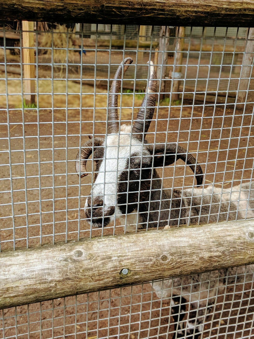 goat on the other side of the fence