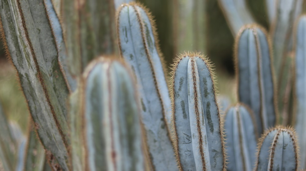 cactus plants