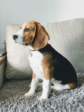 A cheerful beagle sitting with a wagging tail beside a notebook and pen.