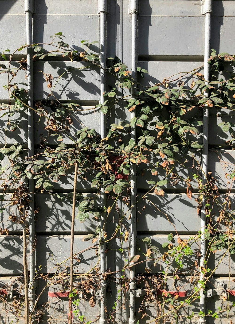 green-leafed plant on grey surface