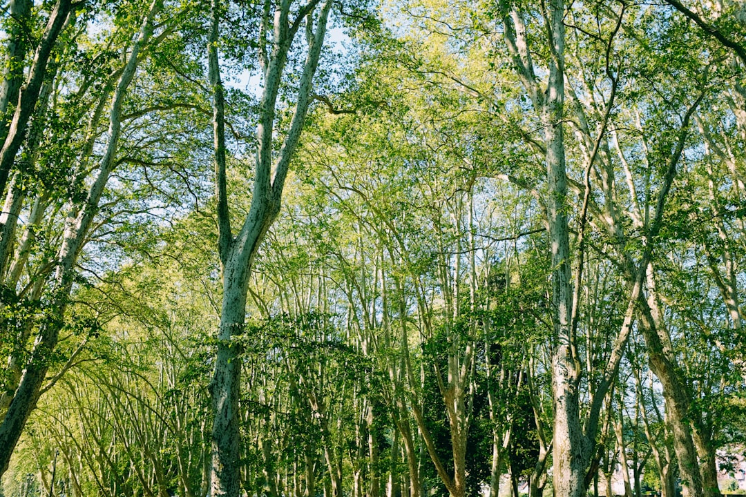 green leafed trees