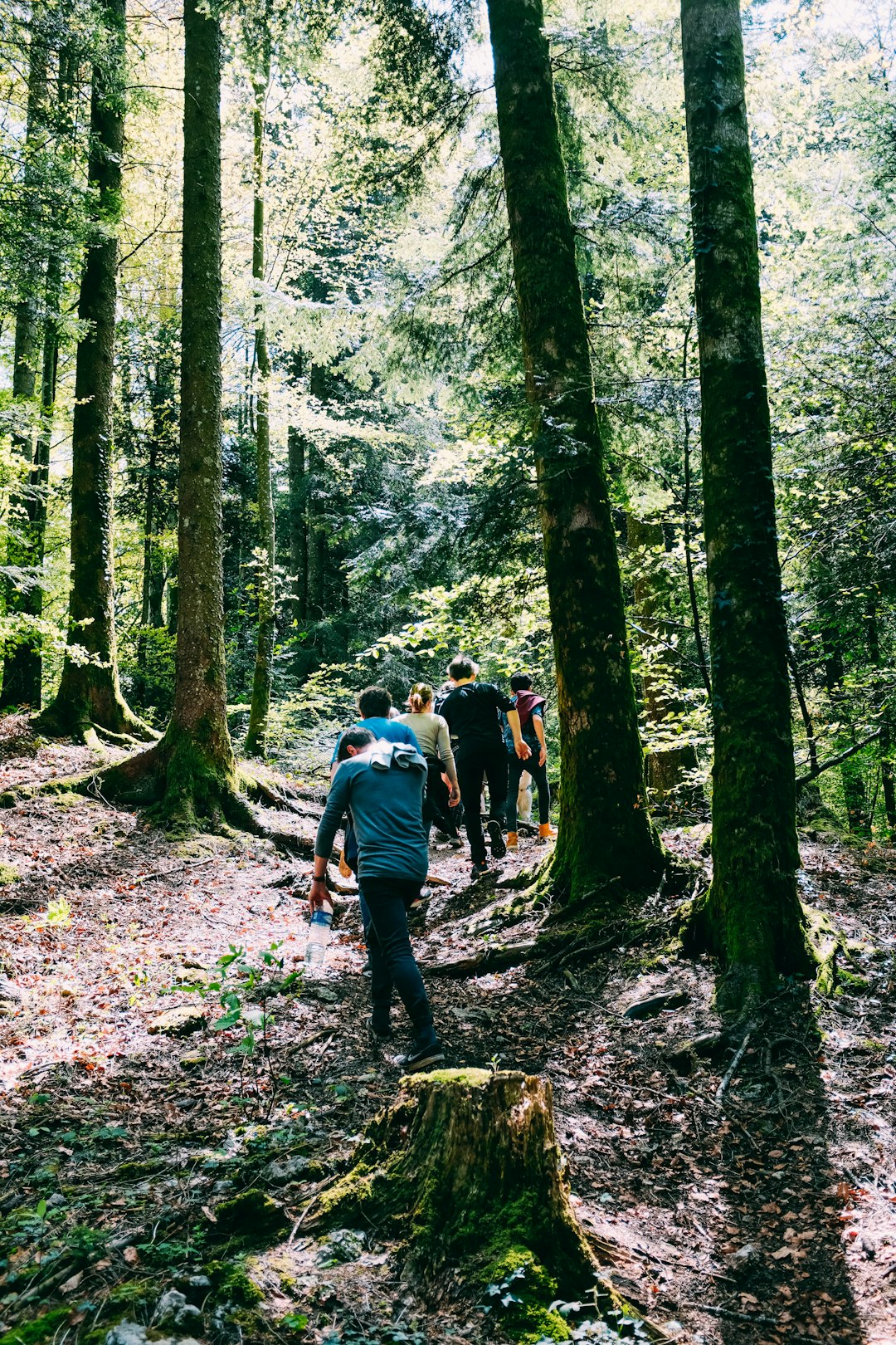 people walking on forest