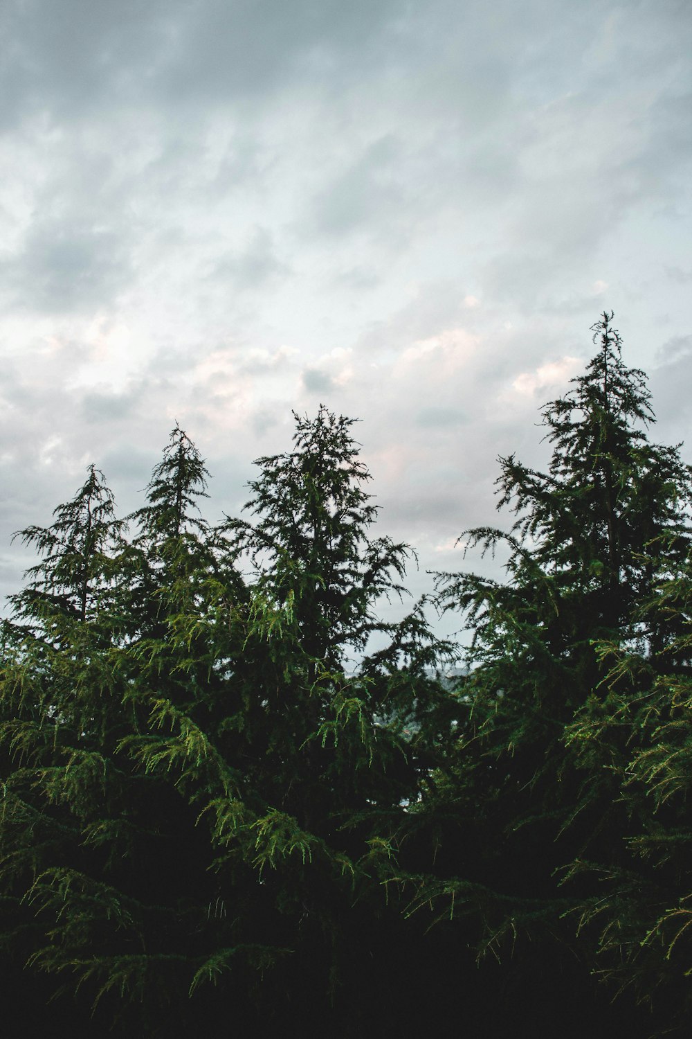 green leafed trees