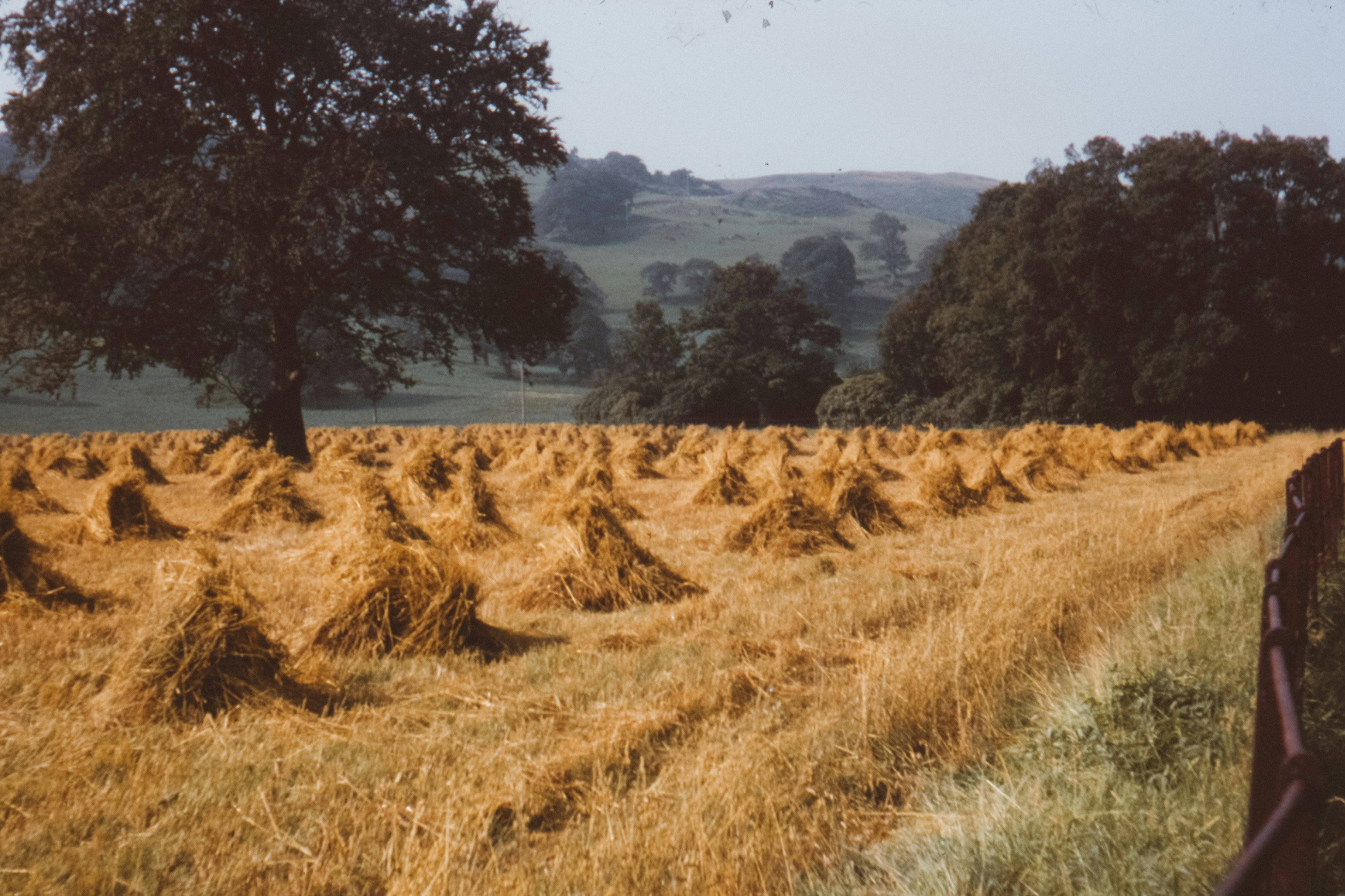 Triangle hays on field photo – Free Corn field Image on Unsplash