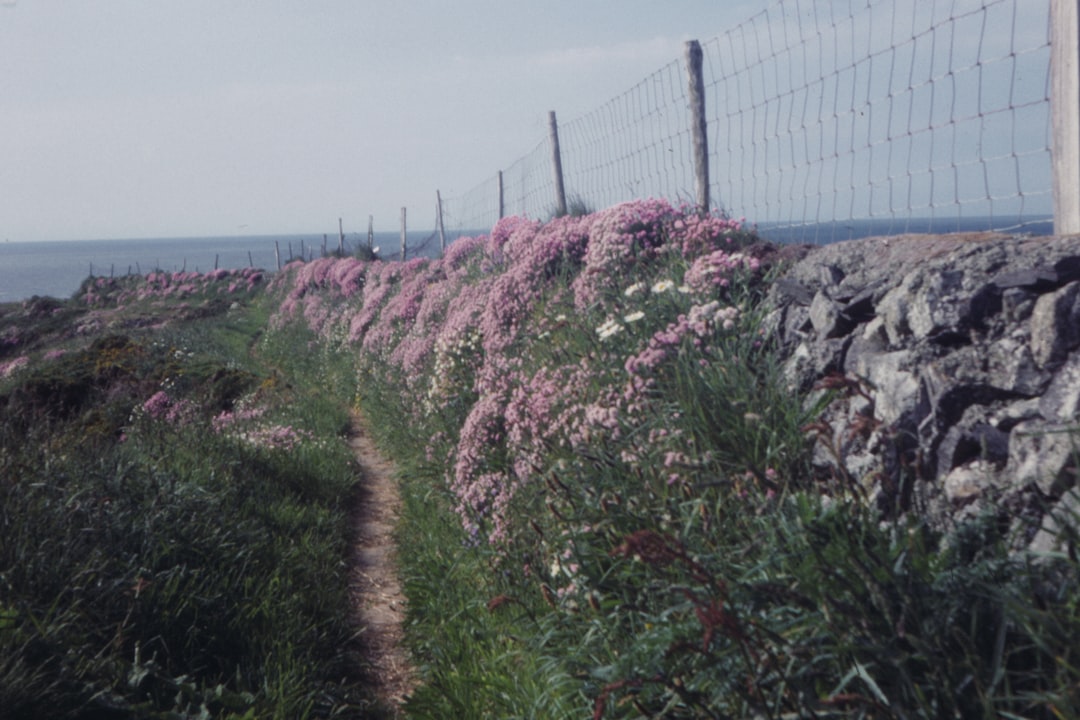 pink flower plants beside fence