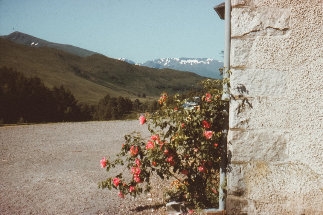 pink flower plant beside wall