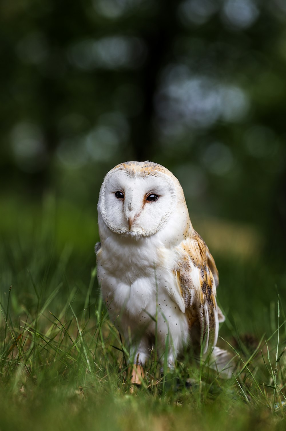 white and brown owl on grassy field