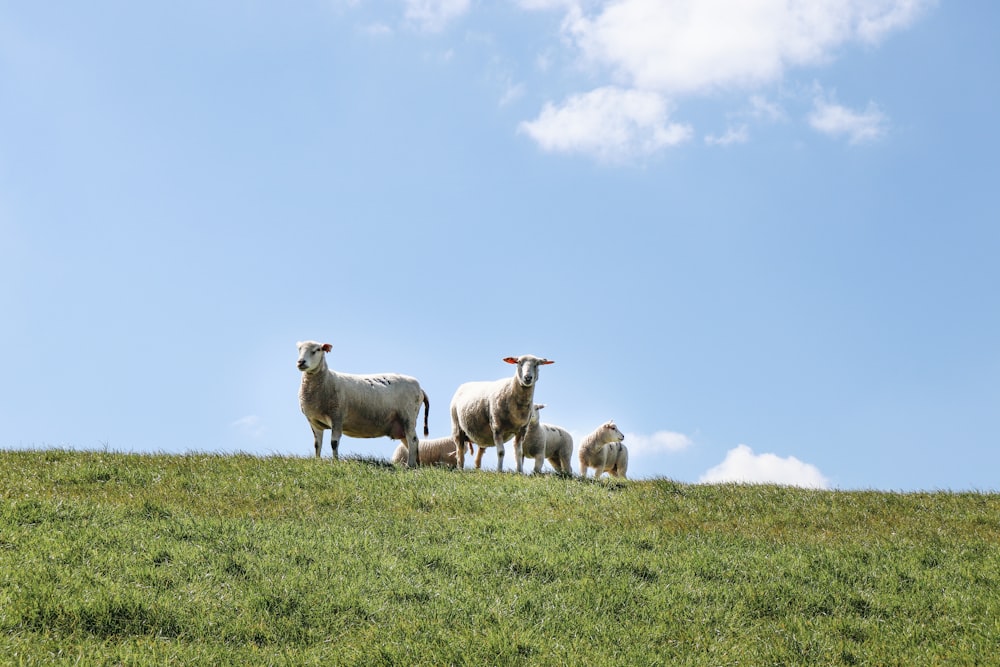 several white sheeps on grass field