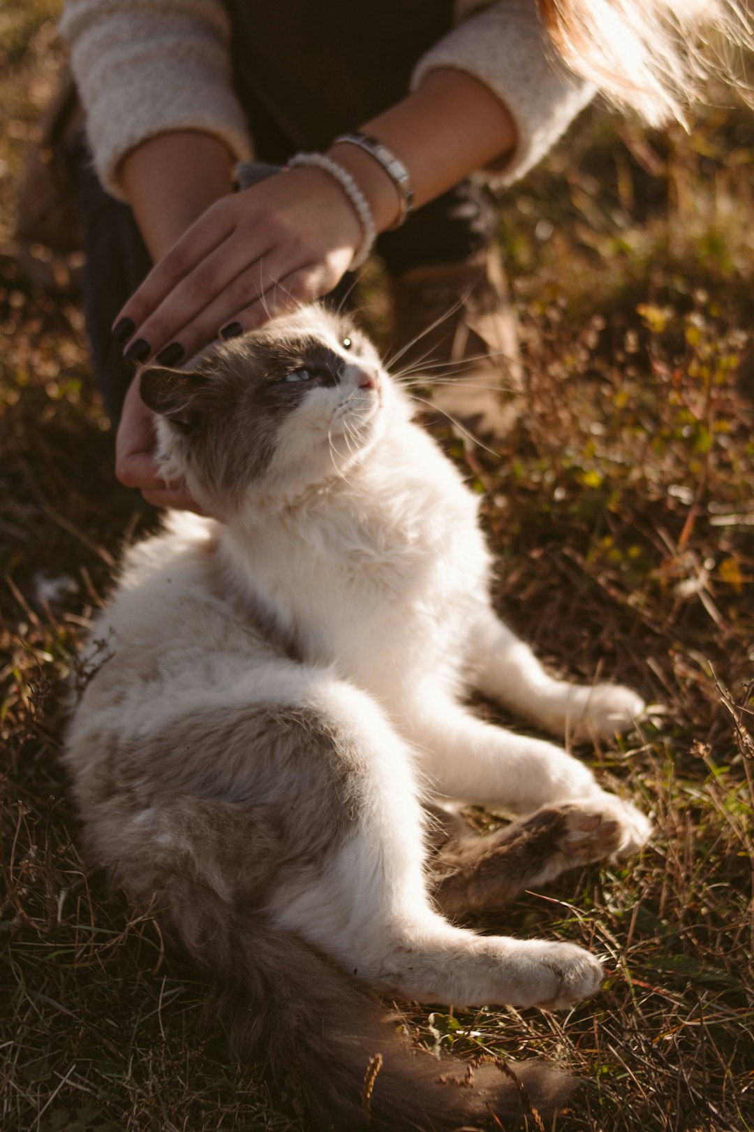 short-fur white and grey kitten