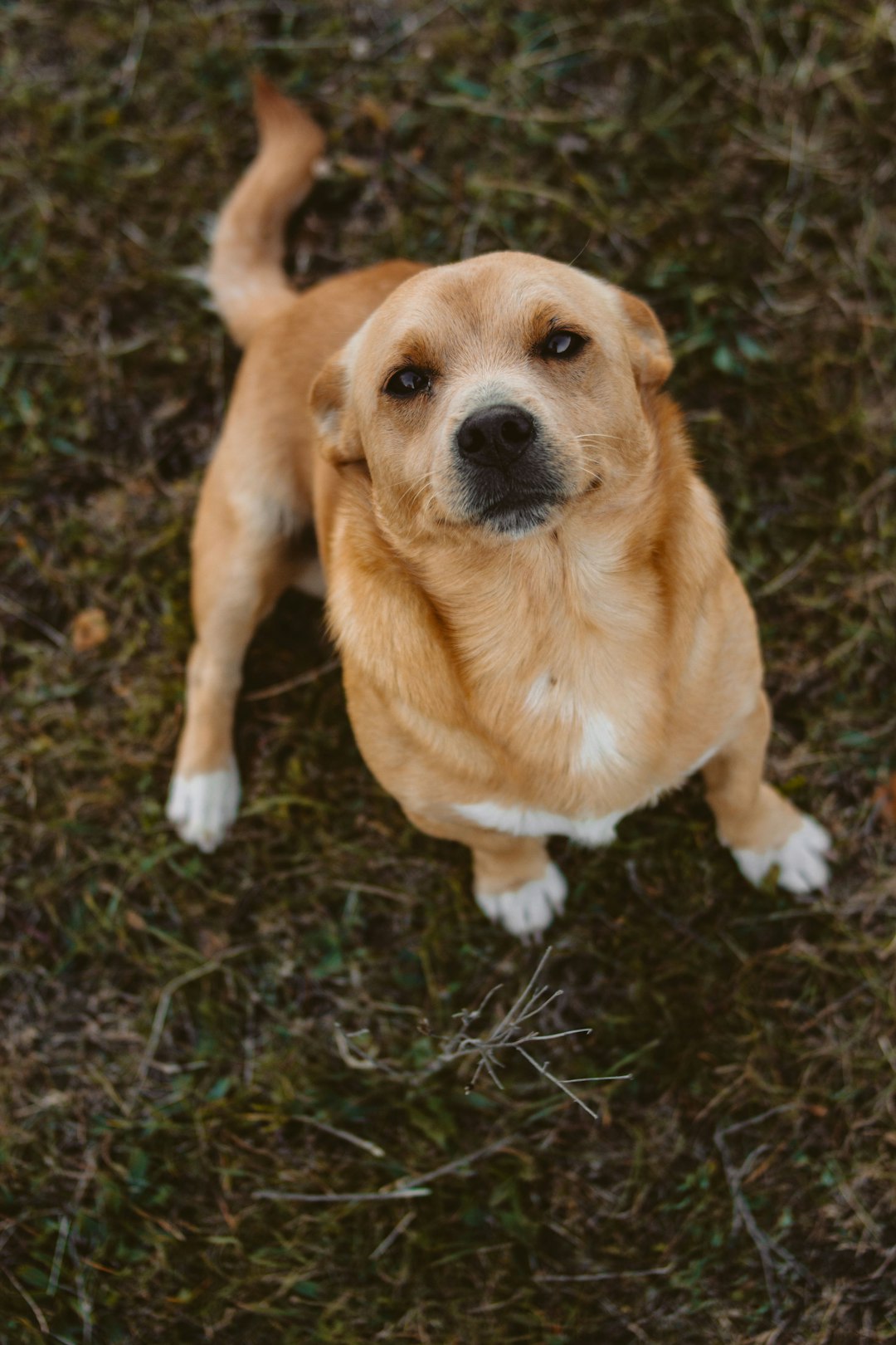 Light brown dog gazing at the camera with love in his eyes.  A Pet's Unconditional Love is captured in this photo. 