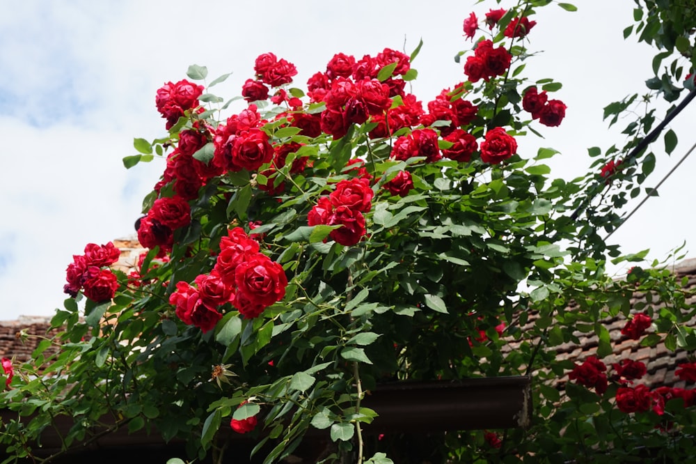 red rose flower