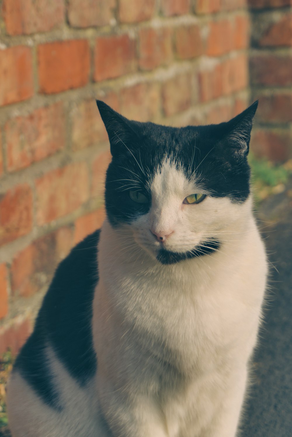 black and white cat