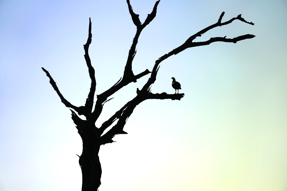 bird on leafless tree