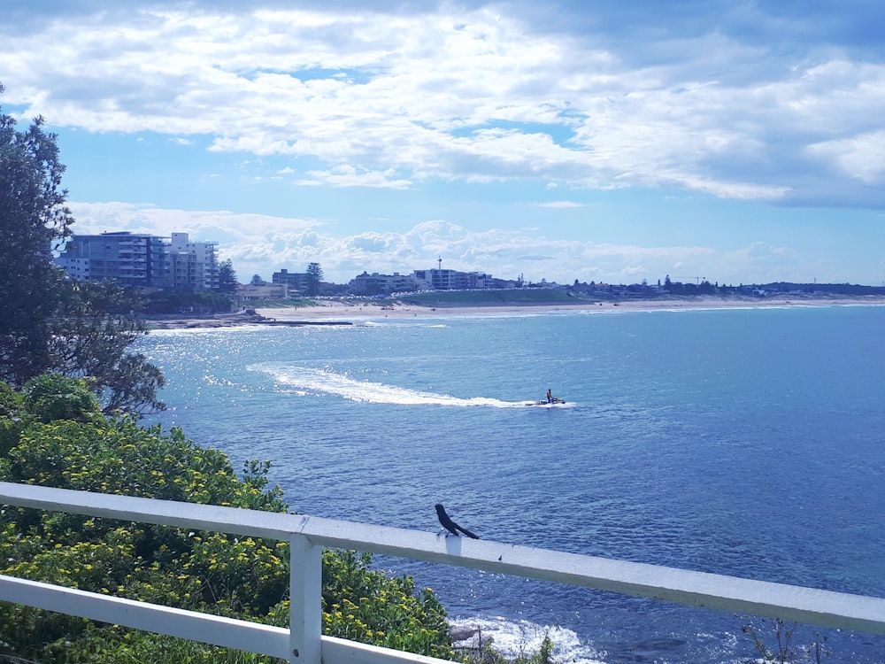 bird on baluster facing ocean and buildings under cloudy sky