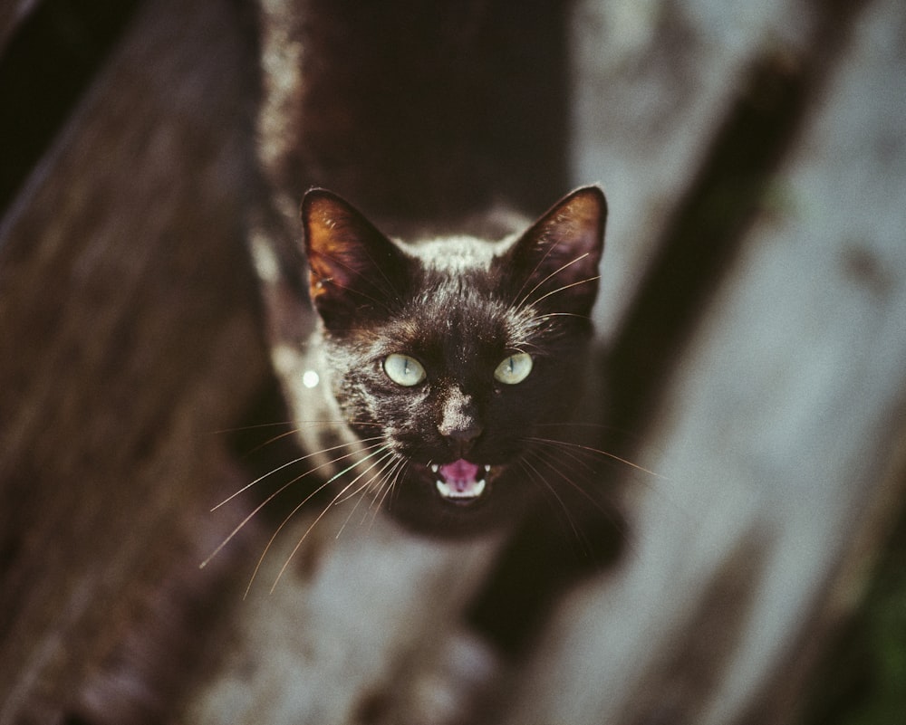 Black kitten photo – Free Cat Image on Unsplash
